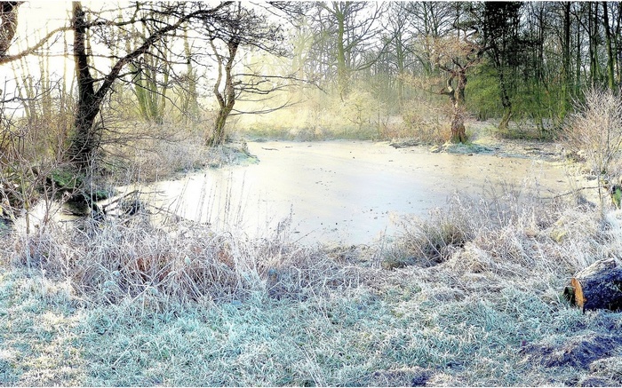 Frozen pond and trees in winter