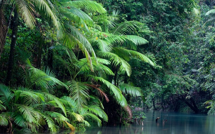 Dense jungle with a river and palm trees