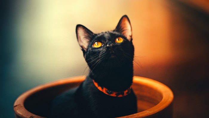Black cat with orange collar looking up