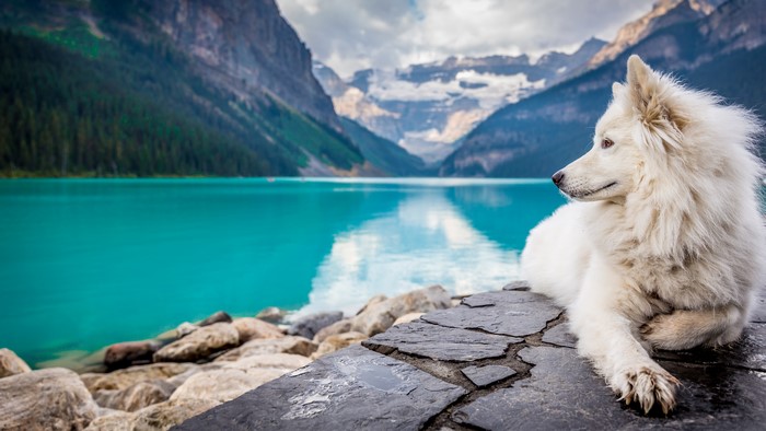 White dog by a turquoise lake and mountains