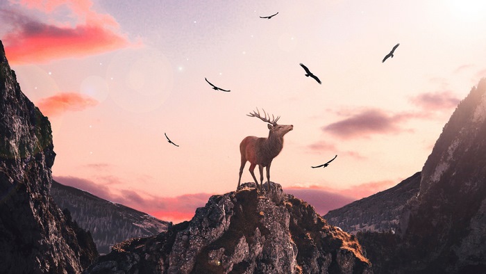 Deer on Mountain Peak with Birds at Sunset 4K