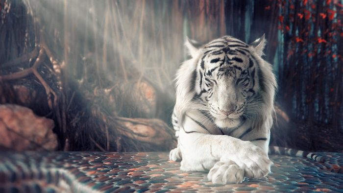 White Tiger, Sleeping, 4K