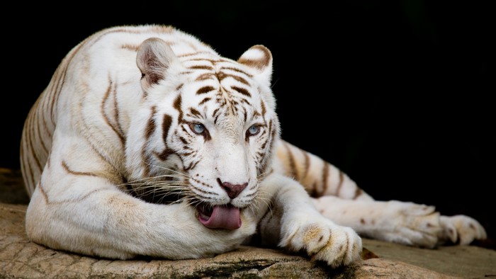 White tiger licking its paw on a rock