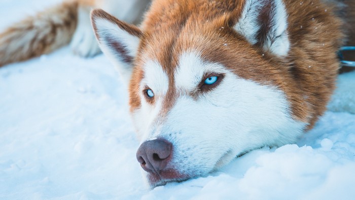 Siberian Husky Dog in Snow 4K