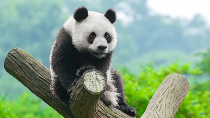 Panda sitting on a tree branch