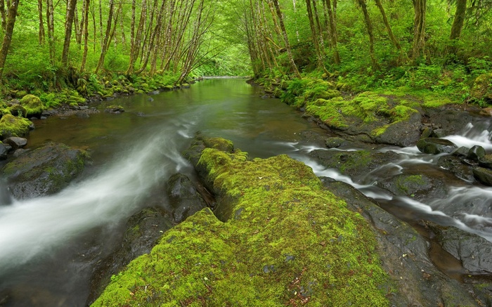 Mossy rocks in a forest stream