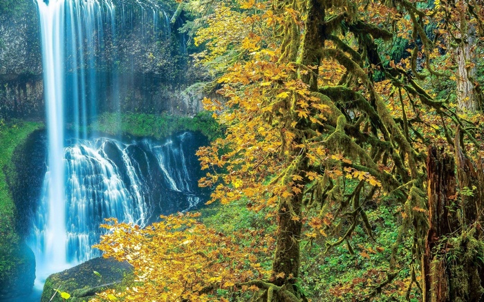Waterfall in a moss-covered forest during autumn