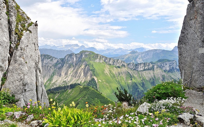 Mountain landscape with wildflowers and rocky cliffs