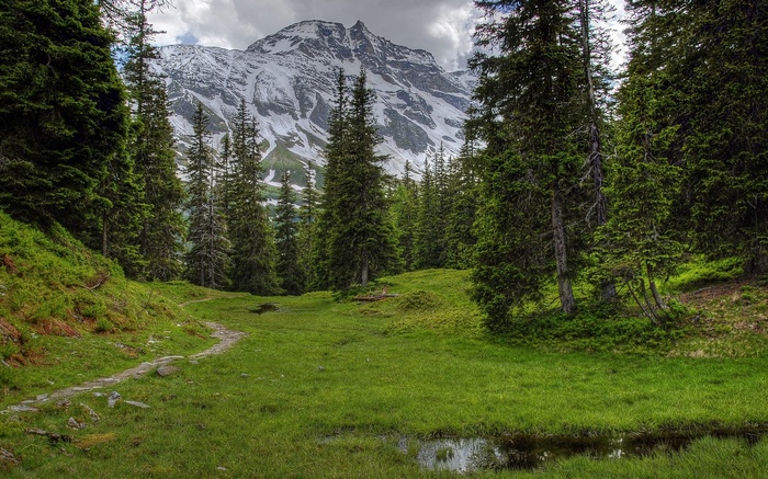 Mountain landscape with pine forest and meadow