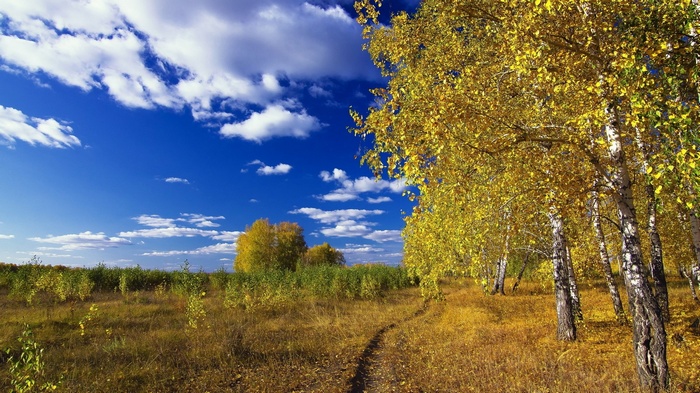 Autumn birch trees under a blue sky