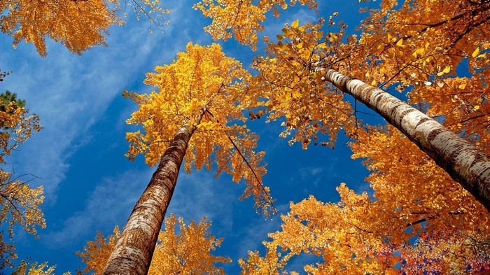 Looking up at autumn trees against a blue sky