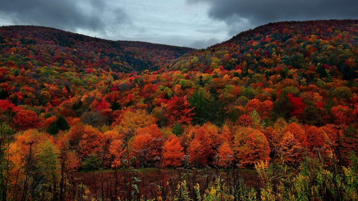 Autumn forest with colorful trees and cloudy sky