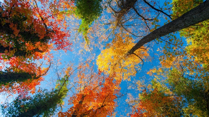 Looking up at colorful autumn trees against a blue sky