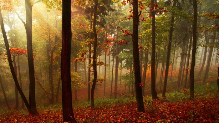 Misty forest with autumn leaves and sunbeams