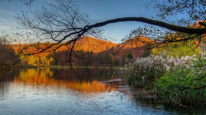 Autumn lake with colorful trees and reeds