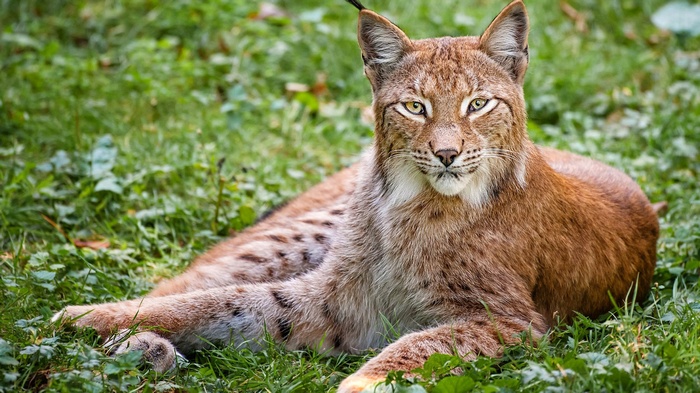 Lynx lying on green grass