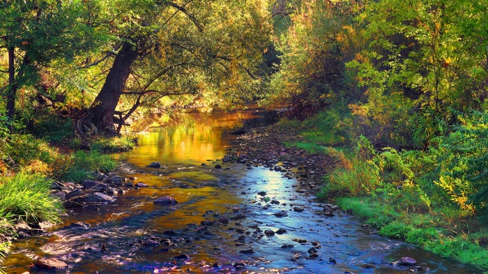 A stream flows through a sunlit forest in autumn