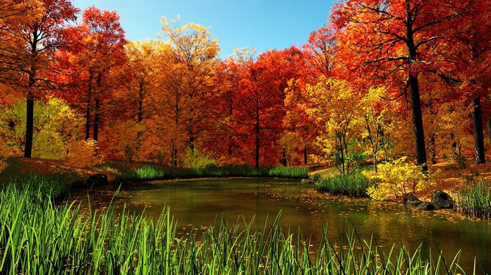 Autumn forest with a pond and tall grass