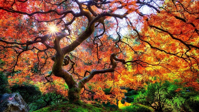Japanese Maple Tree in Autumn