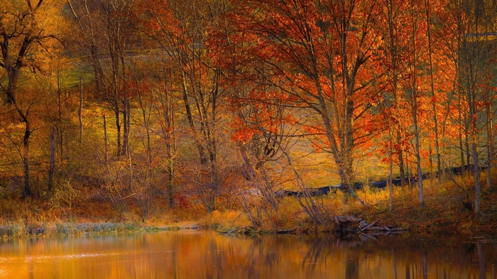 Autumn forest with a reflective lake