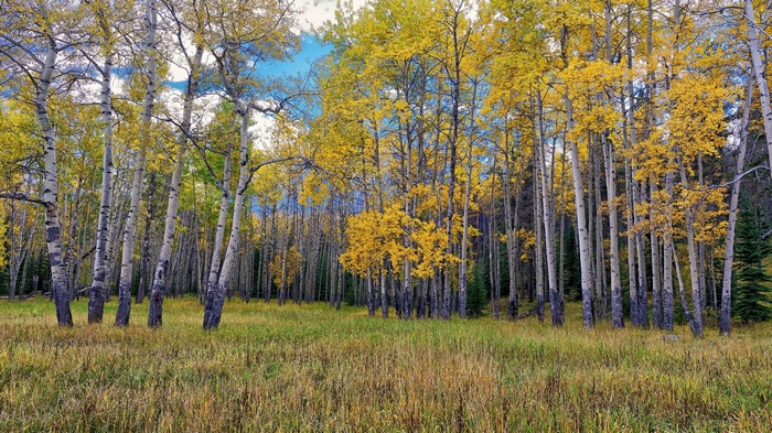 Aspen forest in autumn with yellow leaves