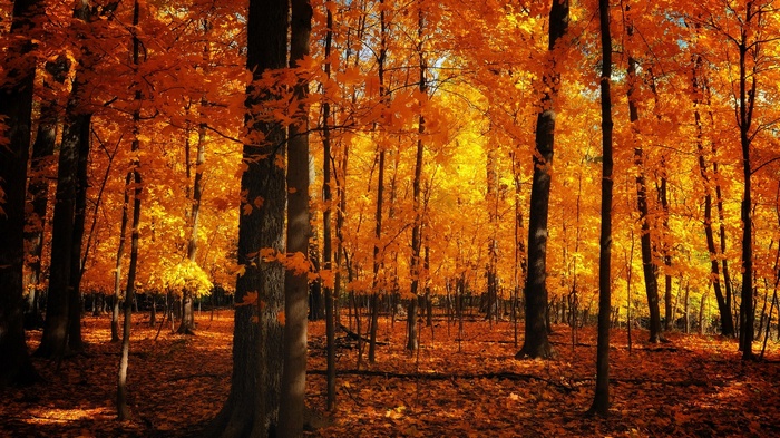 Autumn forest with vibrant orange and yellow leaves