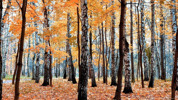 Autumn forest with birch and maple trees