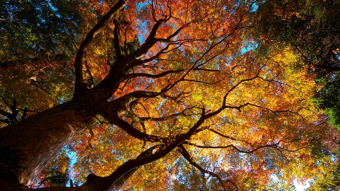 Looking up at autumn tree canopy with colorful leaves