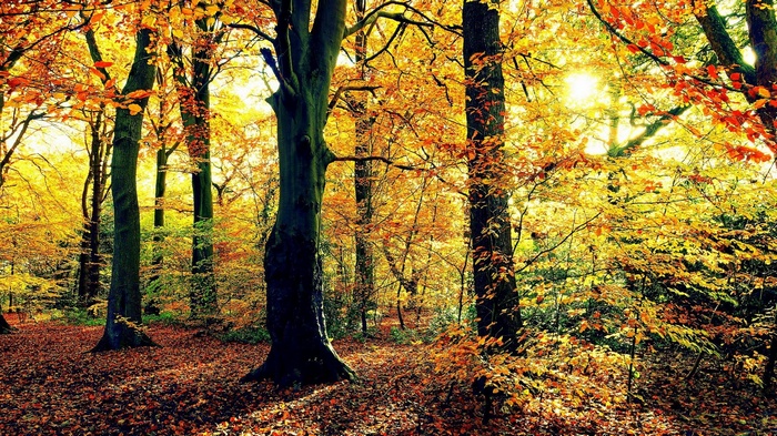 Autumn forest with sunbeams filtering through colorful leaves