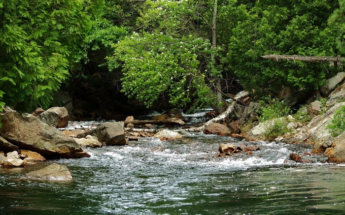 A forest stream flows over rocks and fallen logs.
