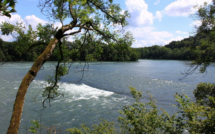River flowing through a forest with trees in the foreground