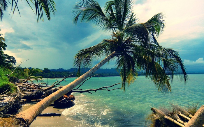 Palm tree leaning over a tropical beach with turquoise water