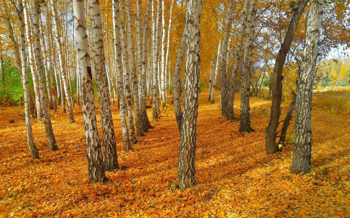 Birch trees in an autumn forest with fallen leaves