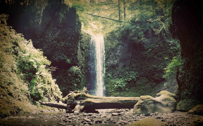Waterfall in a mossy forest with a fallen log