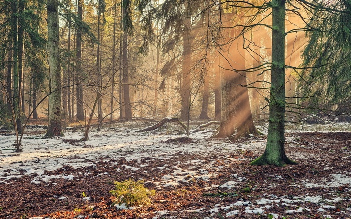 Sunlight streams through a snowy forest floor