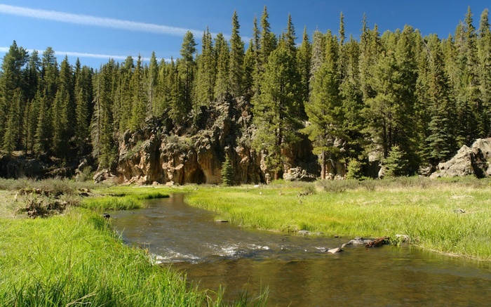 A river flows through a grassy meadow with a forest and rocky cliffs.