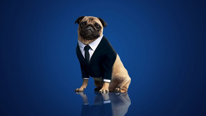 A pug in a suit sits against a blue background