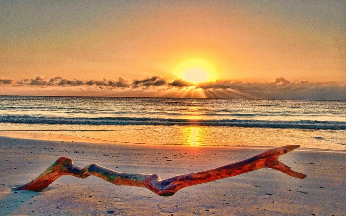 Driftwood on a beach at sunset