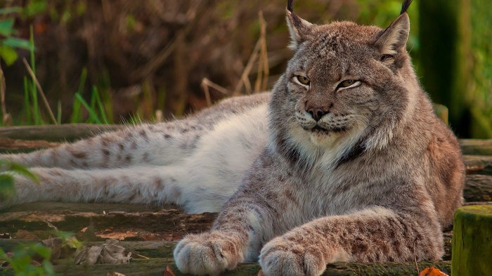 Lynx resting on logs in a forest