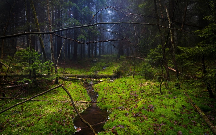 Misty forest with a stream and mossy ground