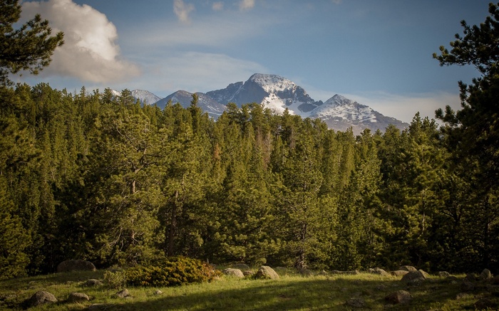 Snow-capped mountains behind a dense pine forest