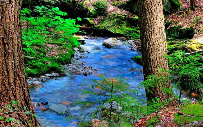 A forest stream flows through mossy rocks and trees