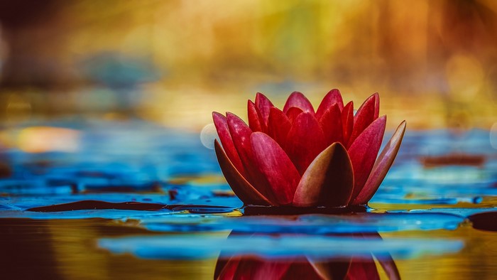 Red Lotus Flower on Water 4K