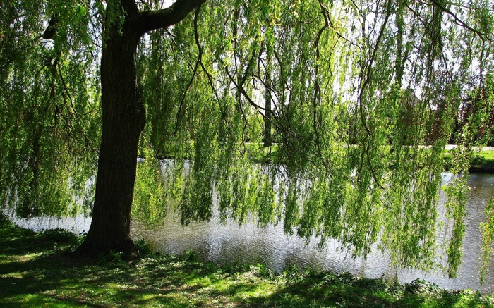 Weeping willow tree by a calm river