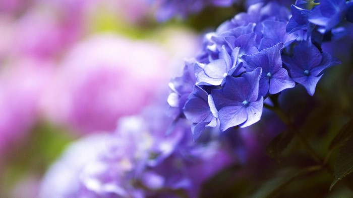 Purple Hydrangea Flowers Close Up 4K