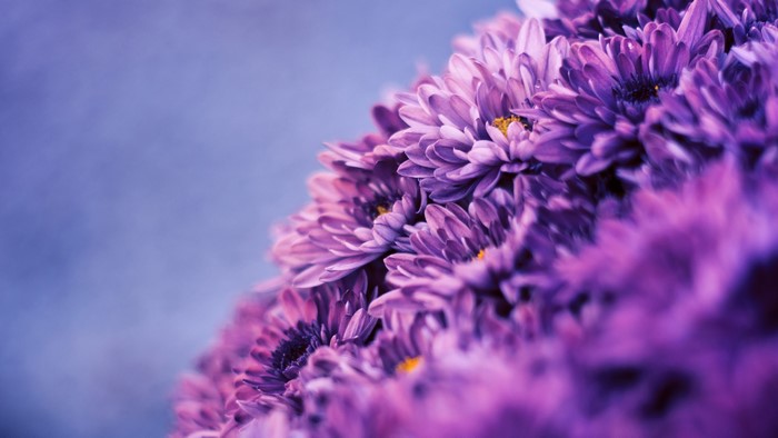 Purple Flowers 4K