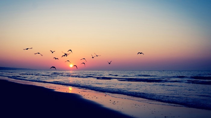 Birds flying over the sea at sunset 4K