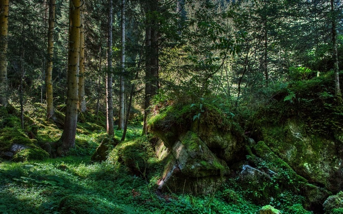 Sunlight filtering through a dense forest with mossy rocks