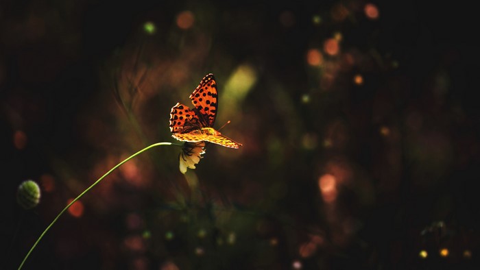 Butterfly on a flower 4K