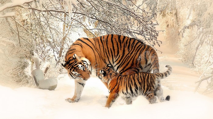 Tiger and cub in a snowy forest, 4K